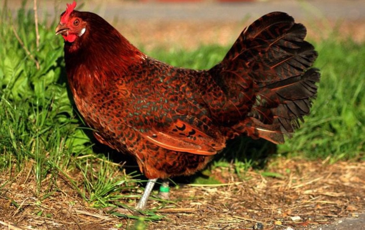 Mooie Friese roodpel kippen, Dieren en Toebehoren, Pluimvee, Meerdere dieren, Kip