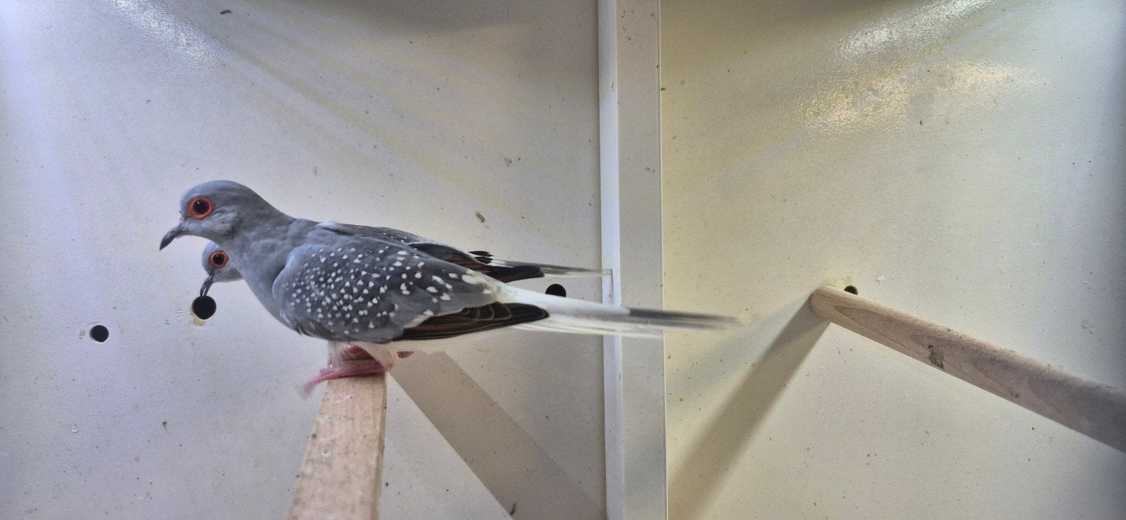 1-1 diamant duifjes, Dieren en Toebehoren, Meerdere dieren, Tropenvogel