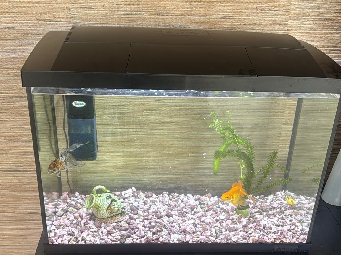 Aquarium, Dieren en Toebehoren, Ophalen, Gebruikt, Leeg aquarium