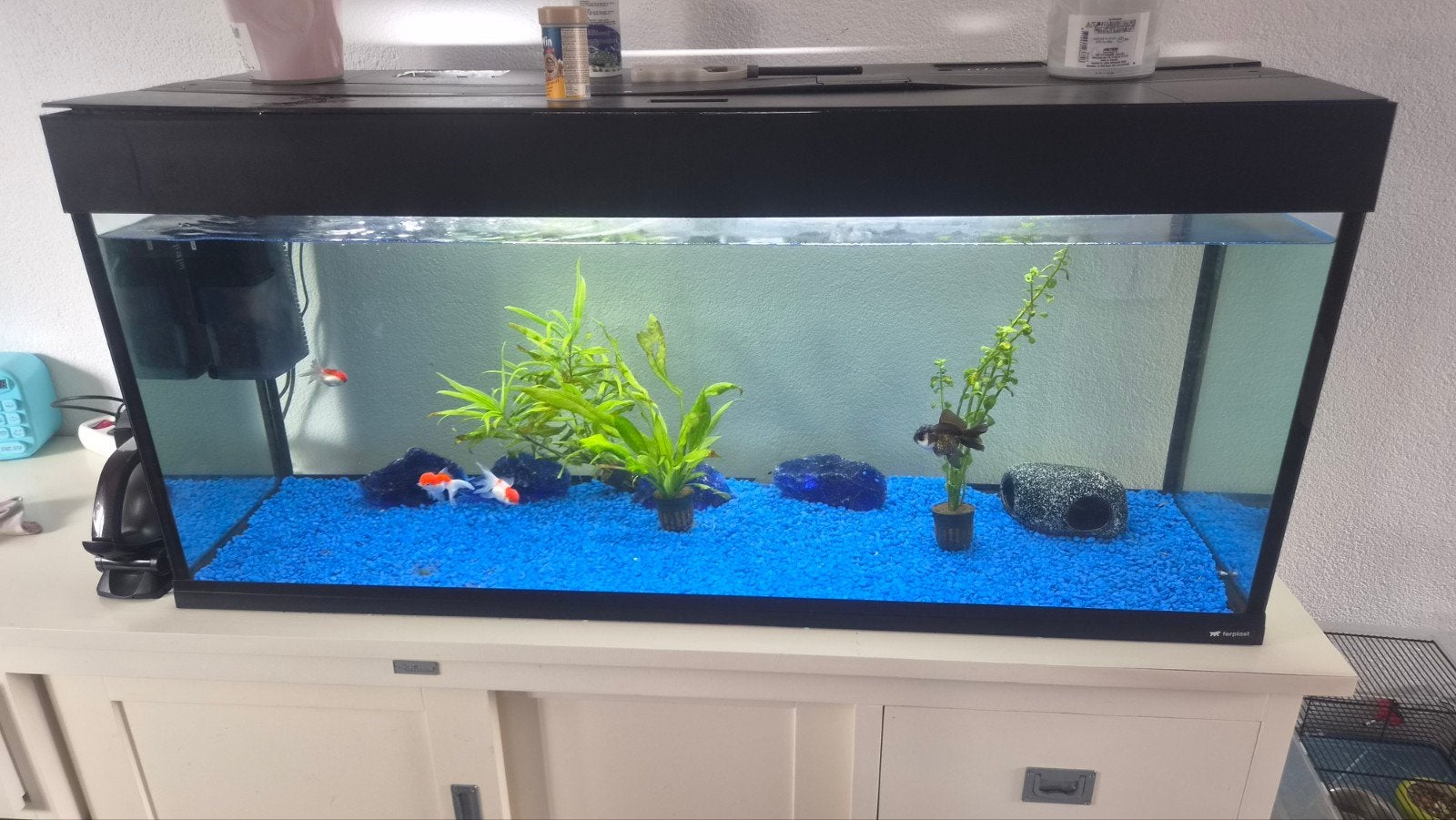 Aquarium met inhoud, Dieren en Toebehoren, Vissen | Aquaria en Toebehoren, Ophalen, Zo goed als nieuw, Gevuld zoetwateraquarium