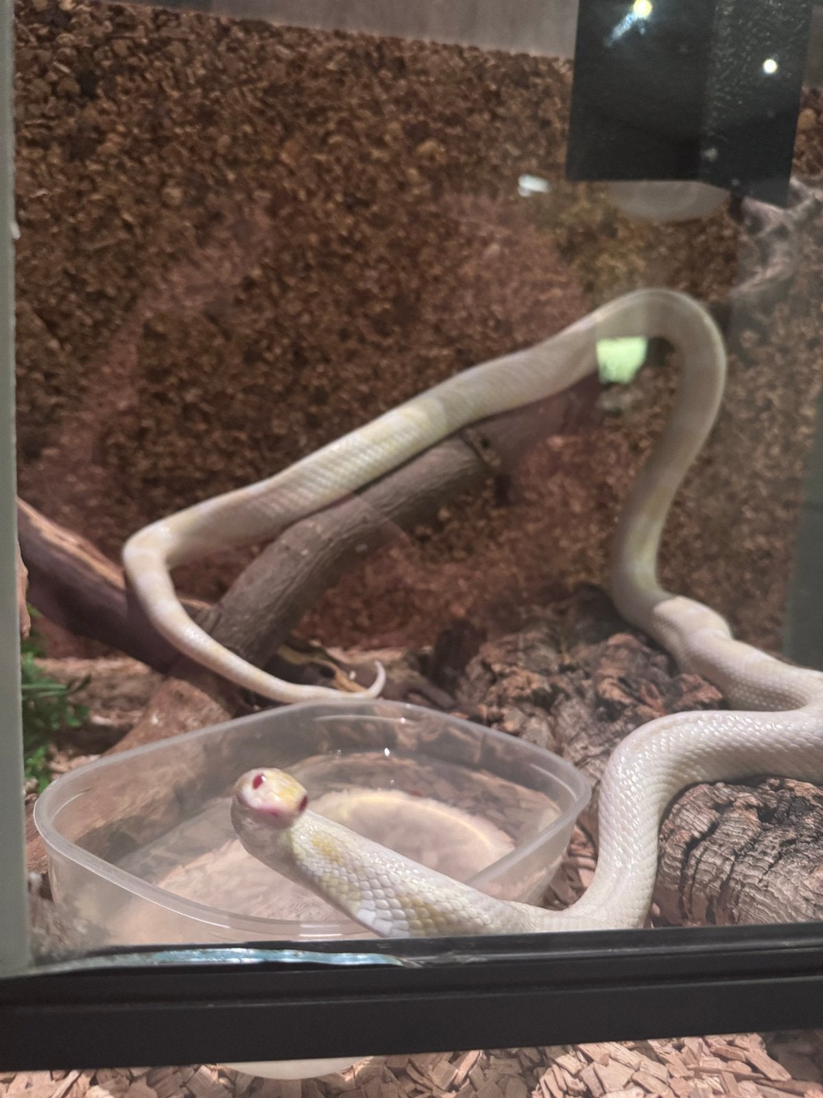 Albino rattenslang