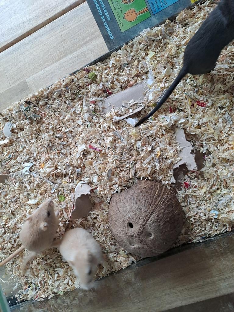 3 vrouwtjes gerbils 3 maanden oud. 1 mannetjes gerbil (grijs, Maart, Vrouwelijk, Overige typen