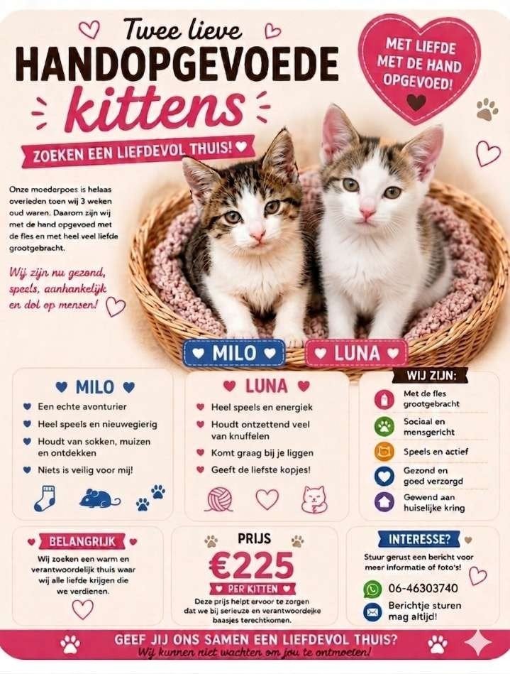 ​Twee unieke, handopgevoede kittens Luna en Milo