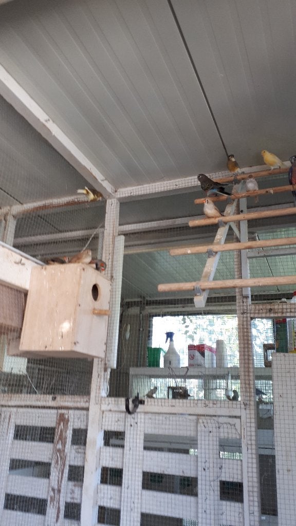 kanaries, Dieren en Toebehoren, Geslacht onbekend, Kleurkanarie