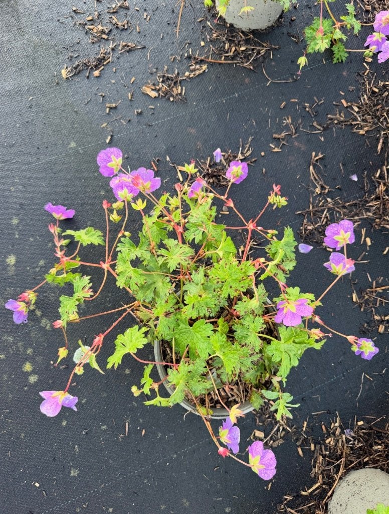 Geranium Rozanne in 2 liter pot - Vaste plant, Tuin en Terras, Ophalen of Verzenden, Overige soorten, Volle zon