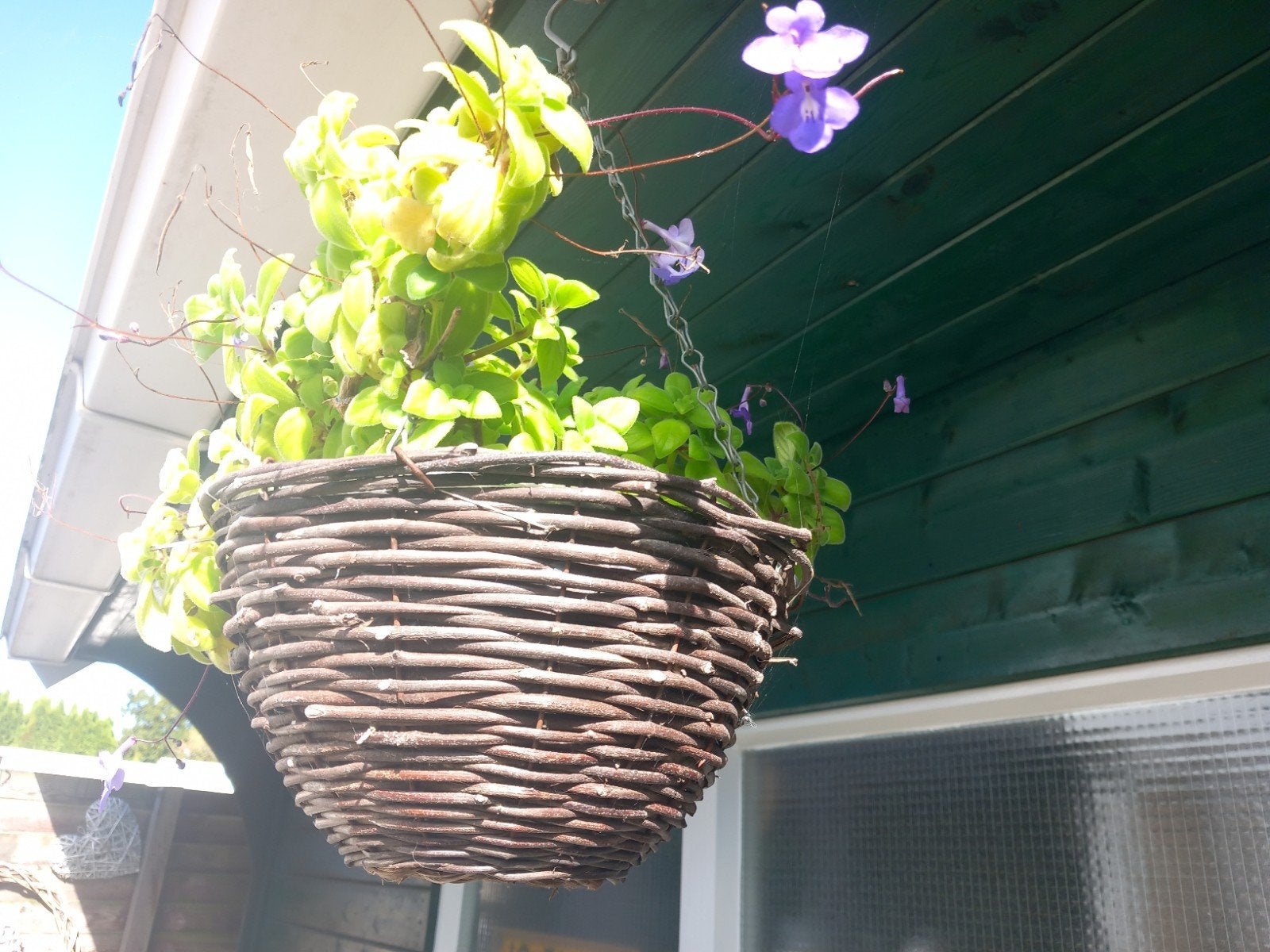 Streptocarpus saxorum, Ophalen, Overige materialen, Minder dan 30 cm, Rond