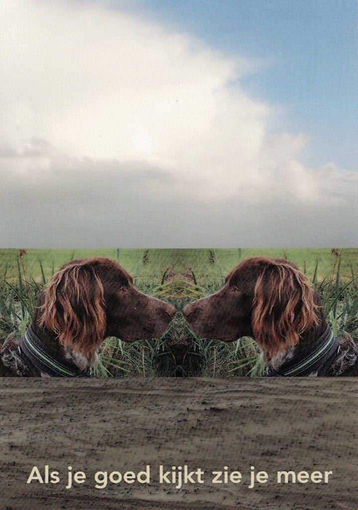 2 jachthonden 556, Verzamelen, Ophalen of Verzenden, 1980 tot heden, Gelopen, Hond of Kat