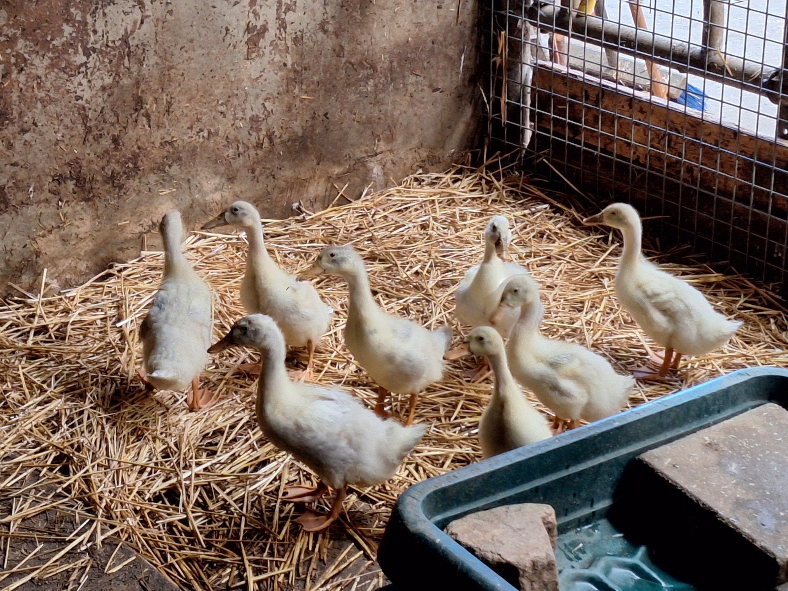 8 Jonge loopeenden, loopeend kuikens, Meerdere dieren