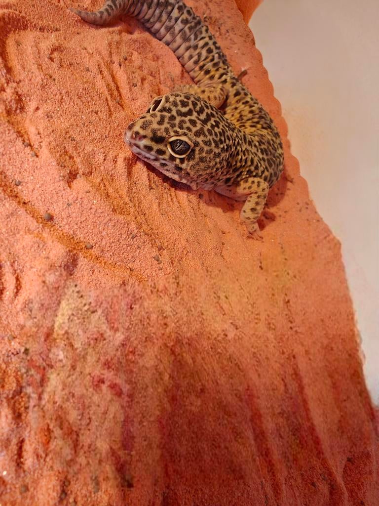 Super giant luipaardgekko Leopard Gecko - male for sale from Michael