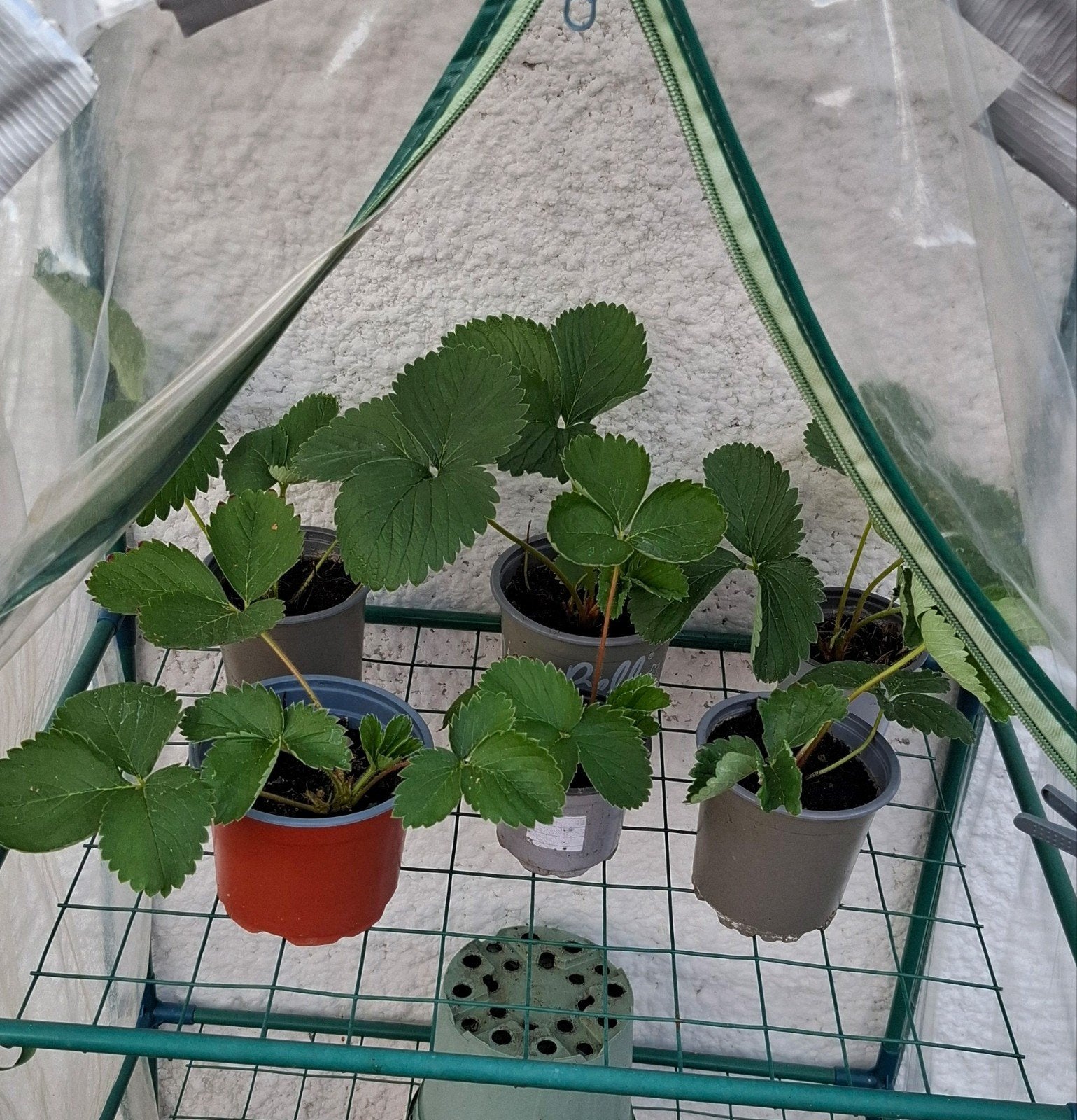 planten, Tuin en Terras, Planten | Tuinplanten, Ophalen, Volle zon