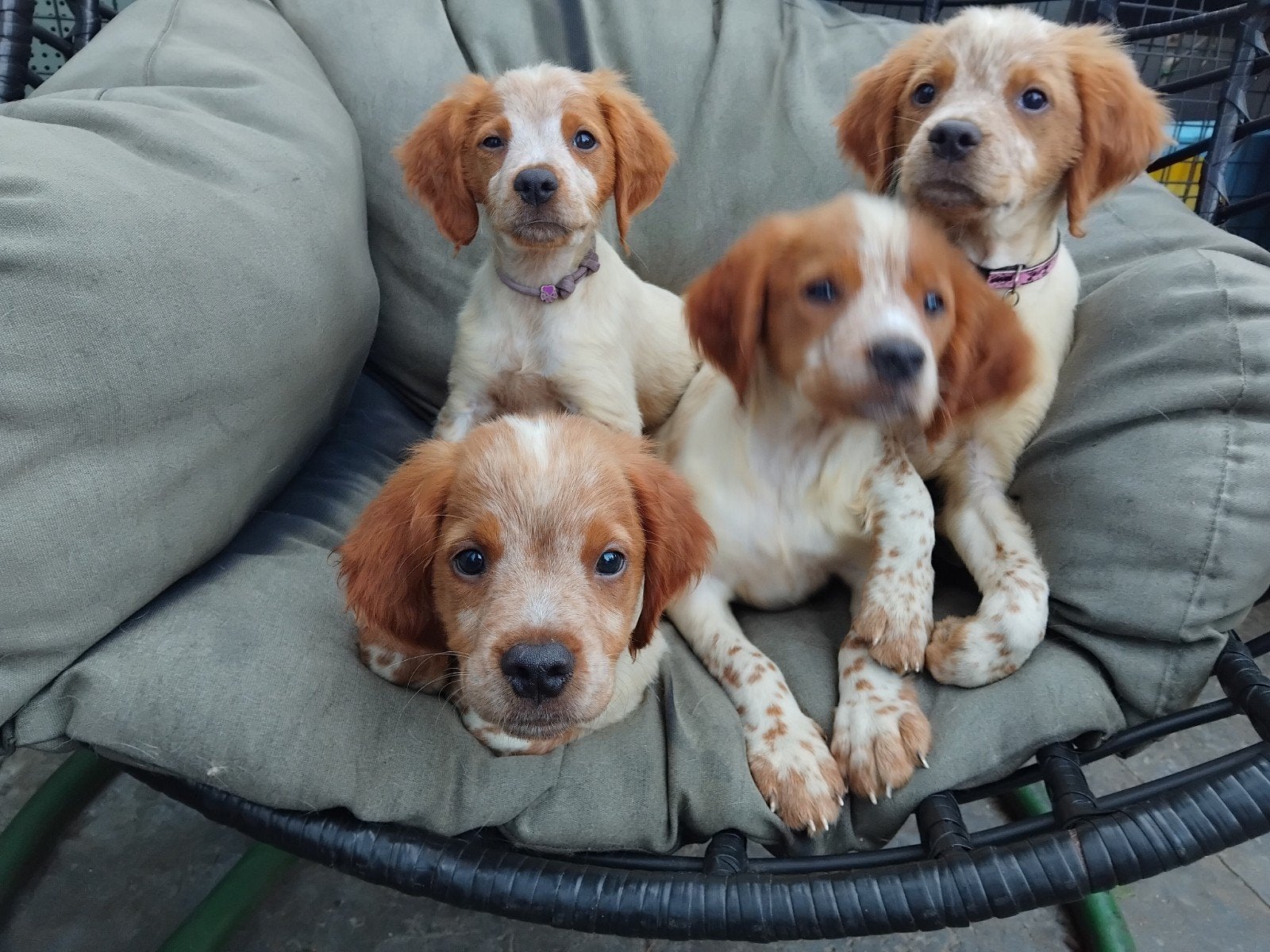 Prachtige Espanol Bretón pups zoeken een liefdevol thuis, Dieren en Toebehoren, Honden | Niet-rashonden, 8 tot 15 weken, Meerdere