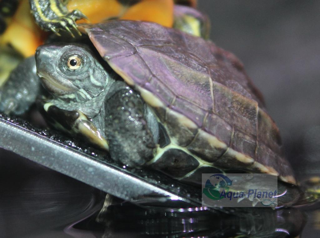 Mauremys reevesii, Dieren en Toebehoren, Reptielen en Amfibieën, Schildpad, Tam, 0 tot 2 jaar