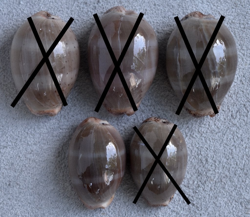 Schelpen: Cypraea cinerea 26,5-32,3mm Aruba, Ophalen of Verzenden, Schelp(en)
