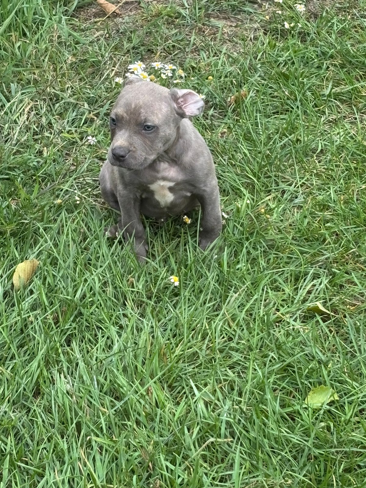 Gorgeous American Bully XXL puppies for sale, Overige rassen, 8 tot 15 weken, Parvo, Meerdere