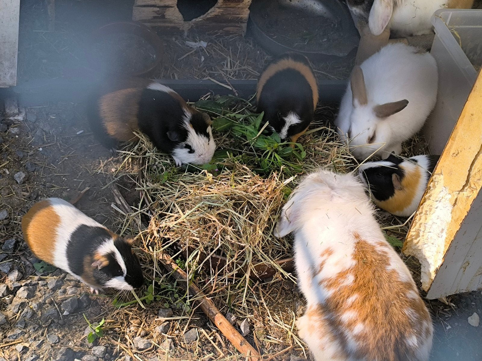 2 konijnen, Dieren en Toebehoren, Konijnen, Meerdere dieren, Groot