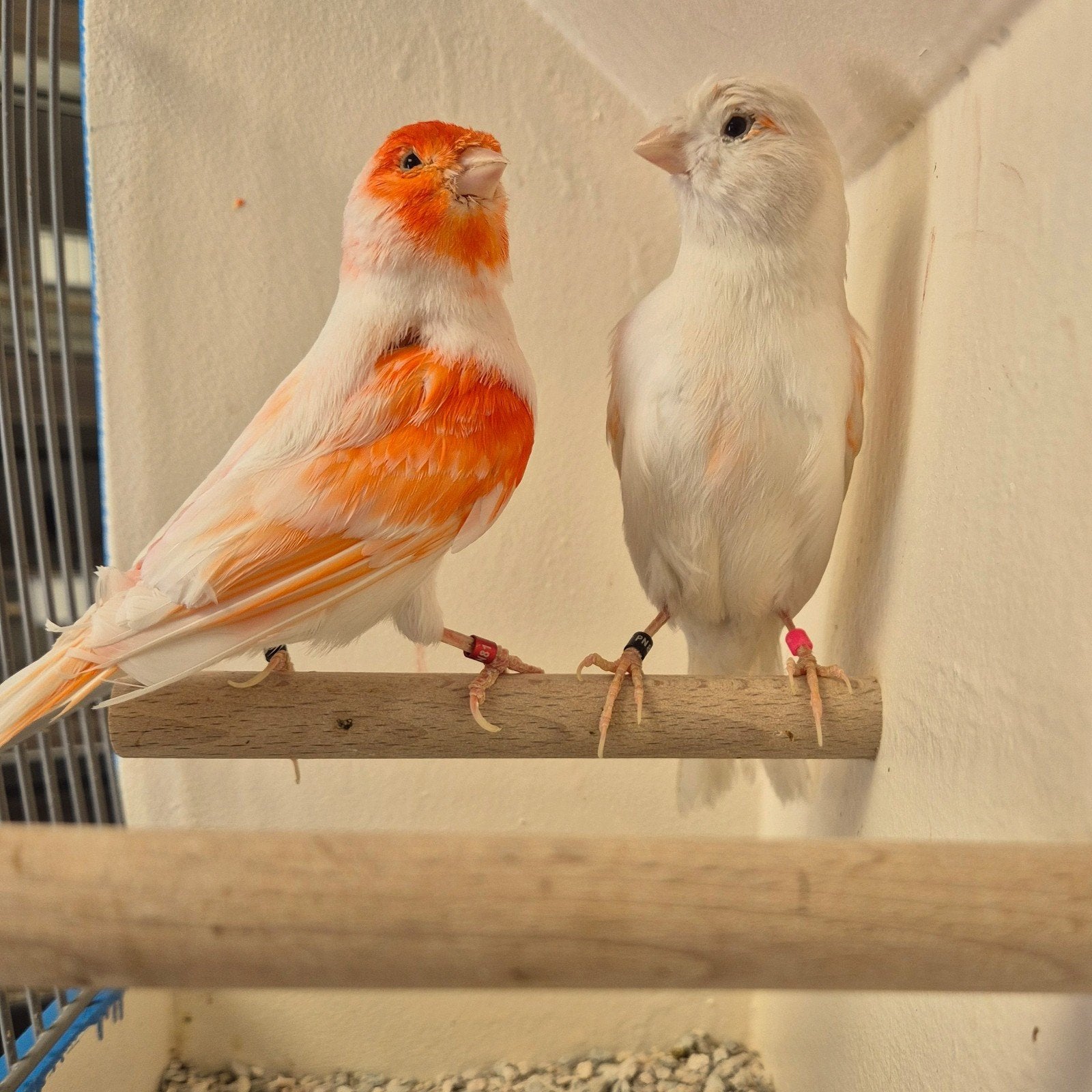 Koppels Rood mozaïek Kanaries, Meerdere dieren
