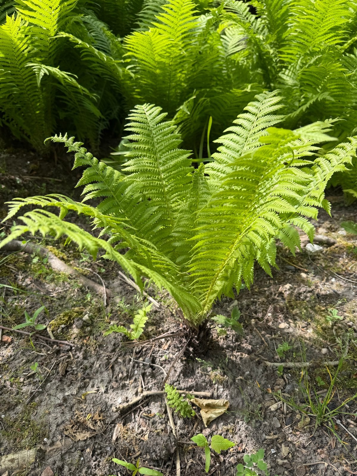Prachtige varens, Tuin en Terras, Planten | Tuinplanten, Vaste plant, Varens, Ophalen of Verzenden, Bloeit niet