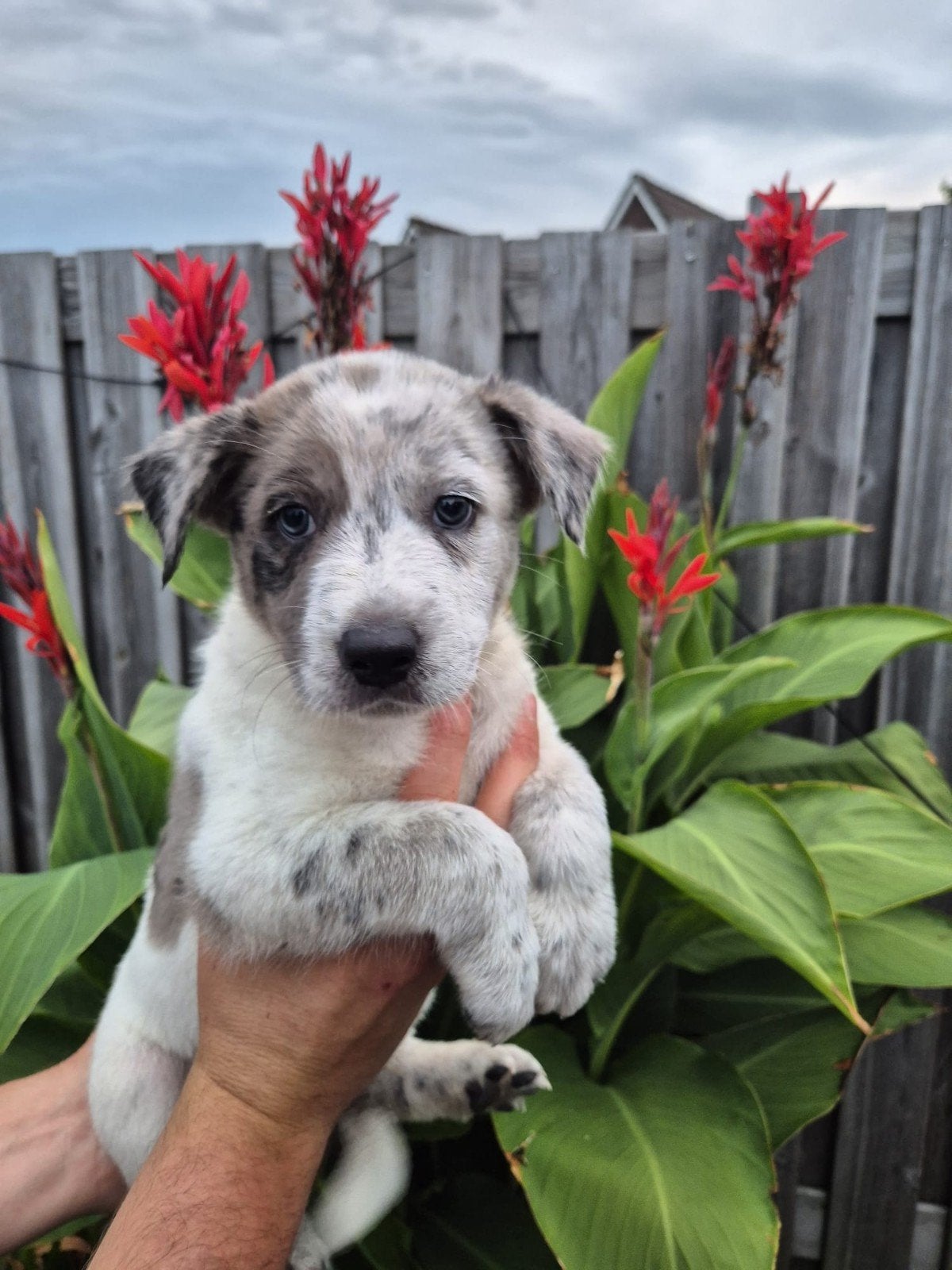 Australian Shepherd x Australian Cattle dog pups, Parvo, 8 tot 15 weken, Meerdere, Meerdere dieren