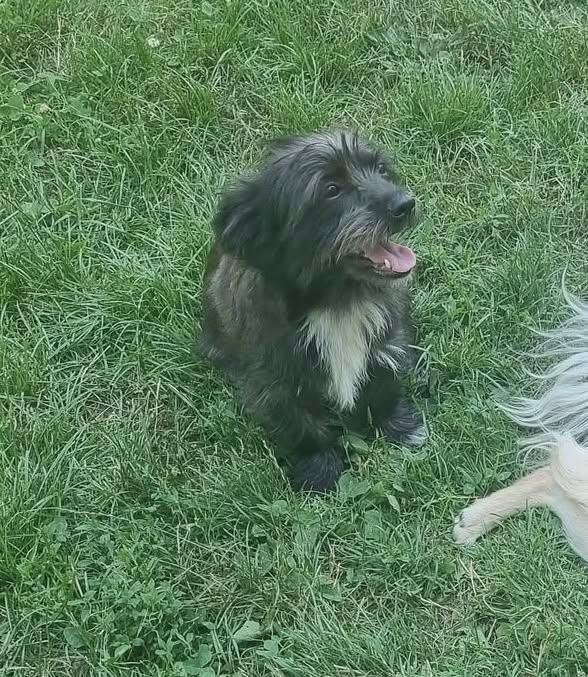 LEVIN, VROLIJKE, MENSGERICHTE, PUP,  KLEINE MIDDELMAAT, Dieren en Toebehoren, Honden | Niet-rashonden, Particulier, 15 weken tot 1 jaar