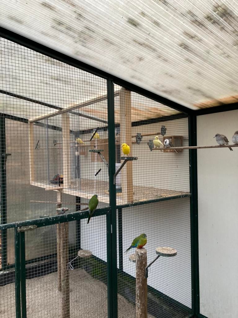 Diamant duifjes, Dieren en Toebehoren, Meerdere dieren