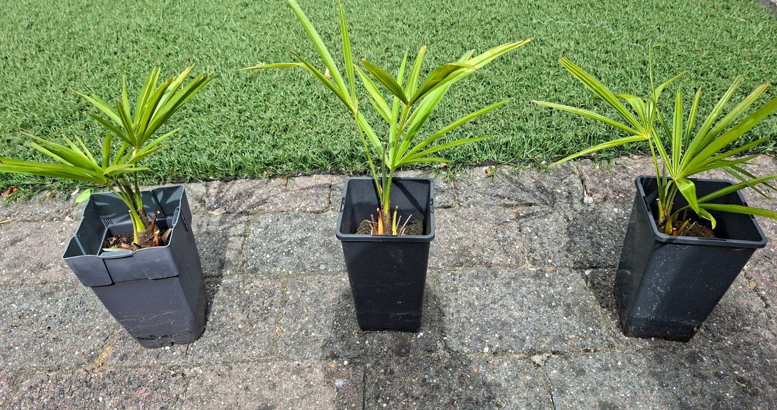 Trachycarpus Fortunei (Hennep Palm) - Winterharde Palmboom, Ophalen, Overige soorten, Volle zon