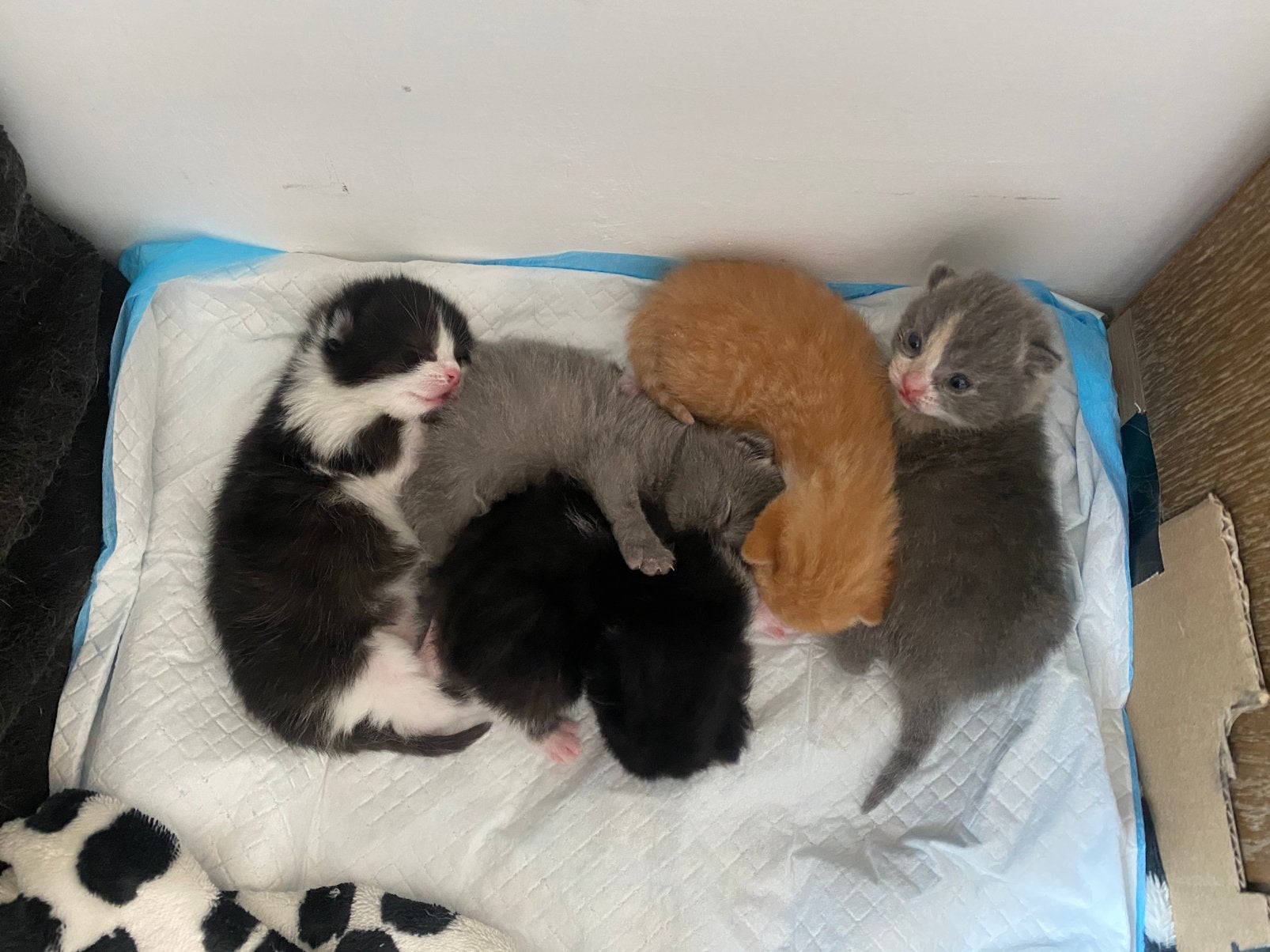 Lieve fluffy langharige kittens zoeken forever home, Dieren en Toebehoren, Katten en Kittens | Raskatten | Langhaar, Meerdere dieren