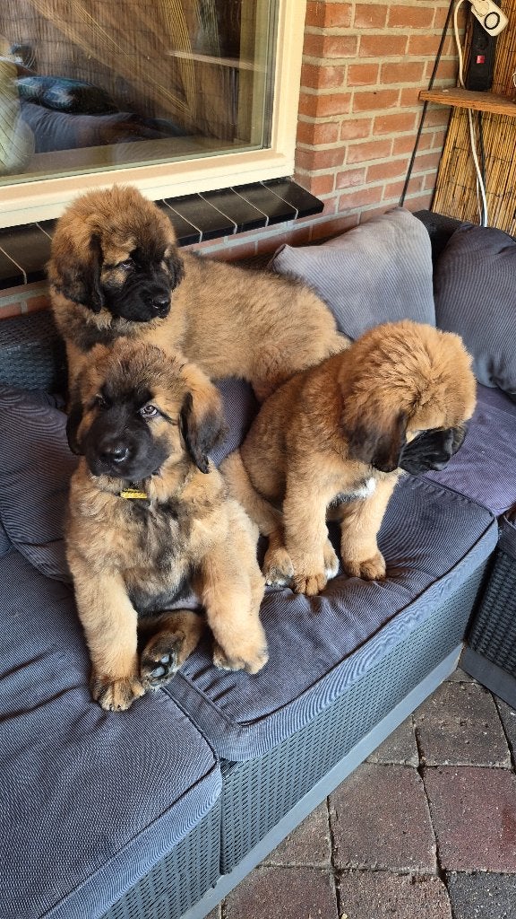 Mooie grote pups, 8 tot 15 weken, Parvo, Meerdere, Nederland