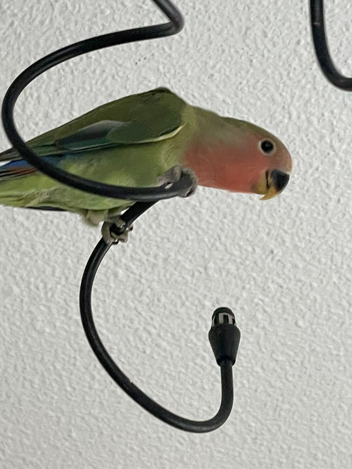 Prachtige en Lieve Agapornis Dwergpapegaai Lovebird Handtam, Meerdere dieren, Dwergpapegaai of Agapornis, Tam