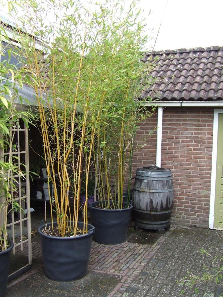 Bamboe Phyllostachys Aureosulcata Spectabilis., Volle zon, Vaste plant, Bloeit niet, Ophalen