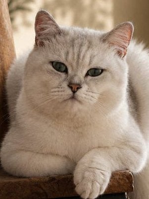 Exclusieve Britse Korthaar DEKKATER – bewezen mooie kittens, Dieren en Toebehoren, Katten en Kittens | Dekkaters, 3 tot 5 jaar