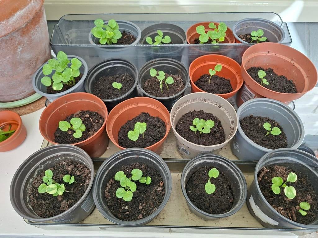 Stokroos plantjes, Ophalen, Eenjarig, Groenteplanten, Volle zon