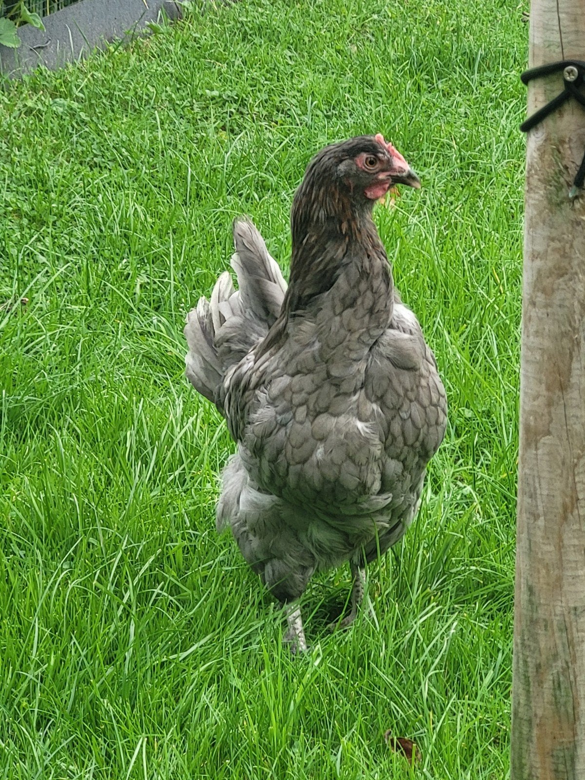 marans blauw kopernek,jonge hen 7 maanden, Vrouwelijk, Kip