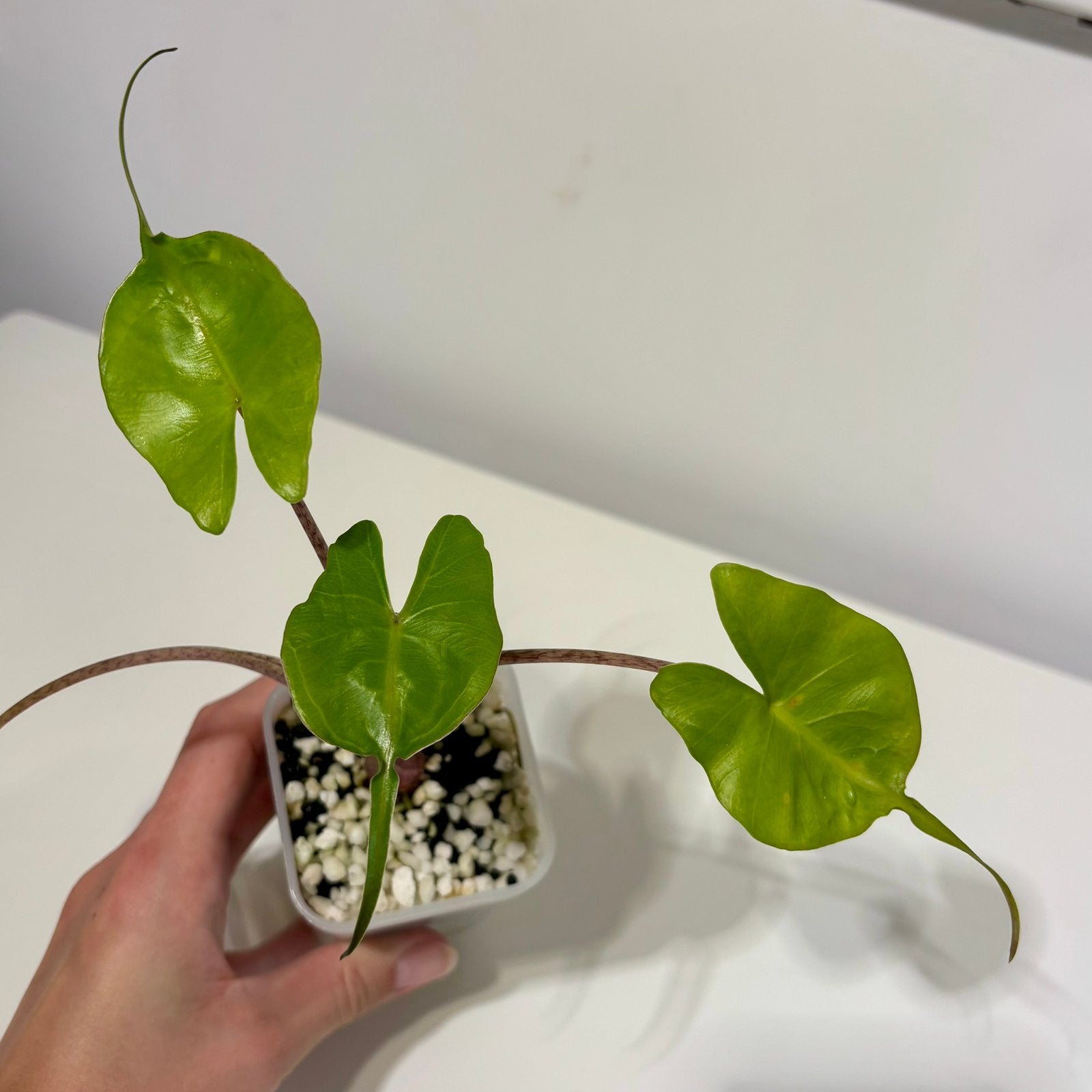 Alocasia stingray starter plantje, Huis en Inrichting, Overige soorten, Minder dan 100 cm, Groene kamerplant, Halfschaduw