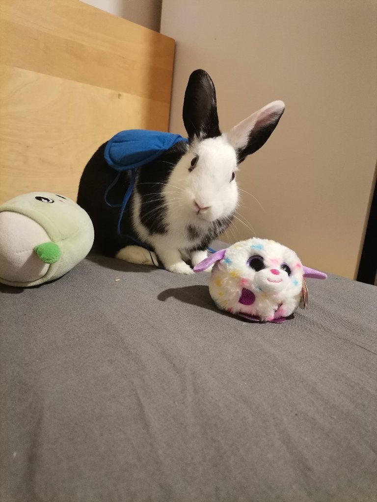 Rabbit, Vrouwelijk, Dwerg, 3 tot 5 jaar