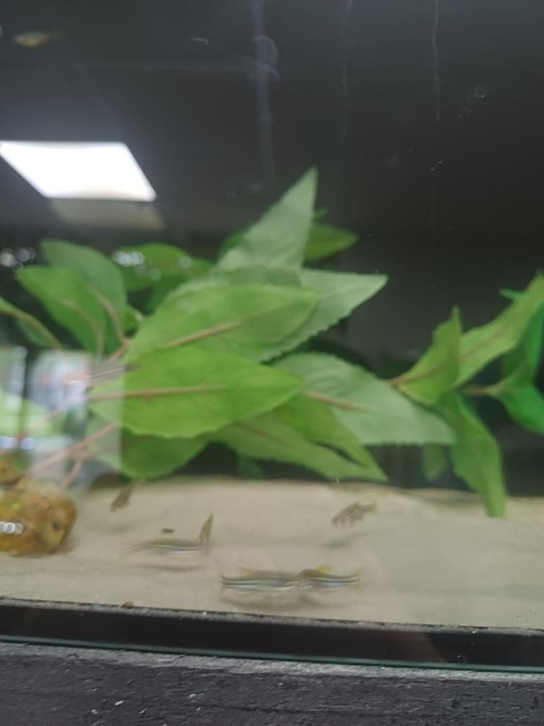 Zebra danio, Dieren en Toebehoren, Ophalen of Verzenden