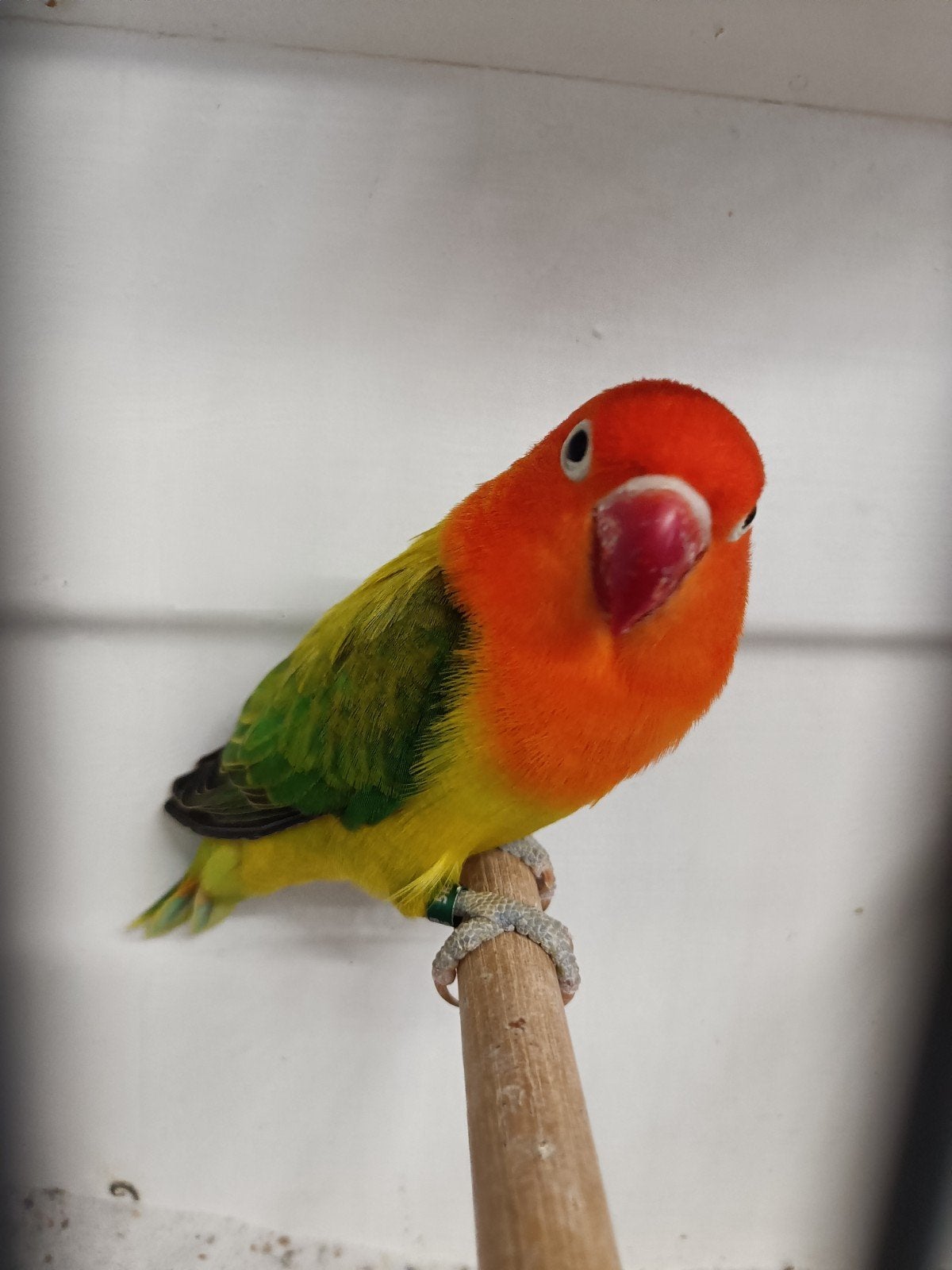 Agapornis Fischeri., Vrouwelijk, Dwergpapegaai of Agapornis, Geringd