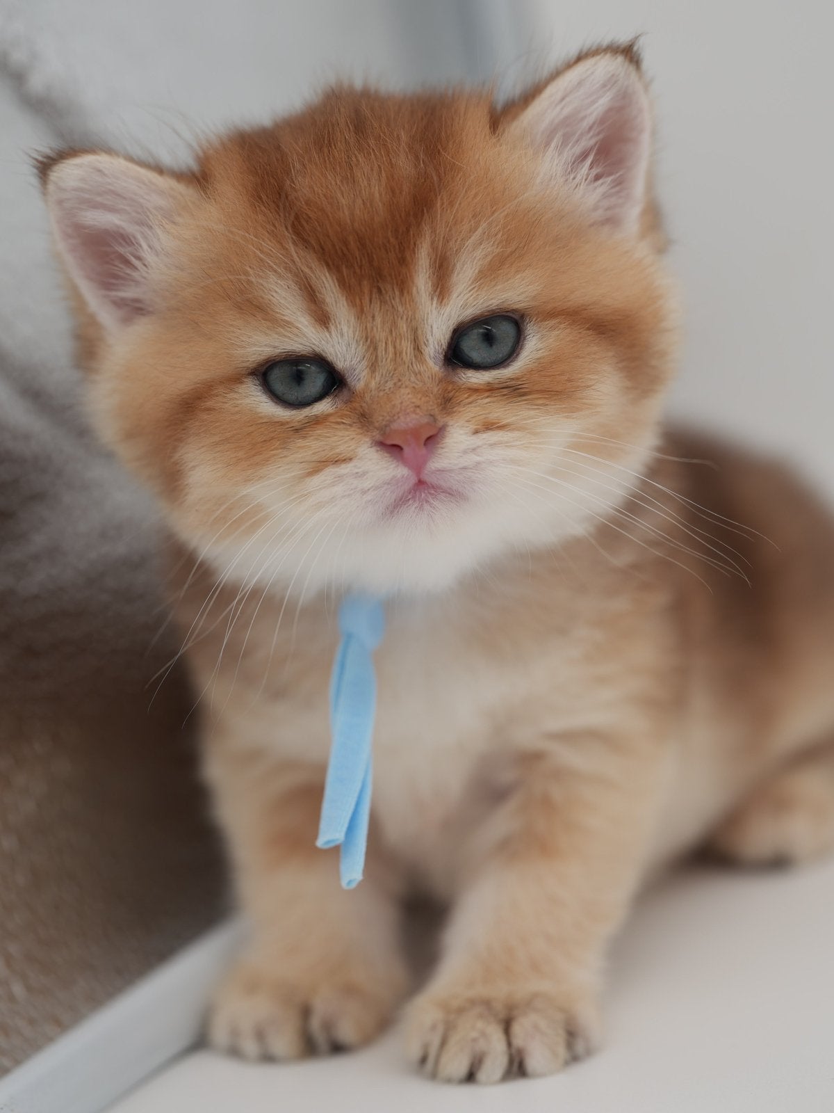 British Shorthair Black Golden + Lilac Golden + Gold point, Meerdere dieren, Met stamboom, 0 tot 2 jaar