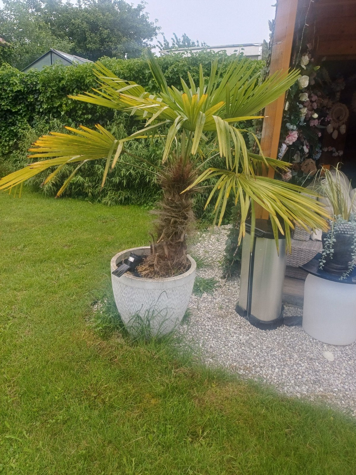 Mooie Trachycarpus Fortunei Palm in pot, Tuin en Terras, Ophalen of Verzenden