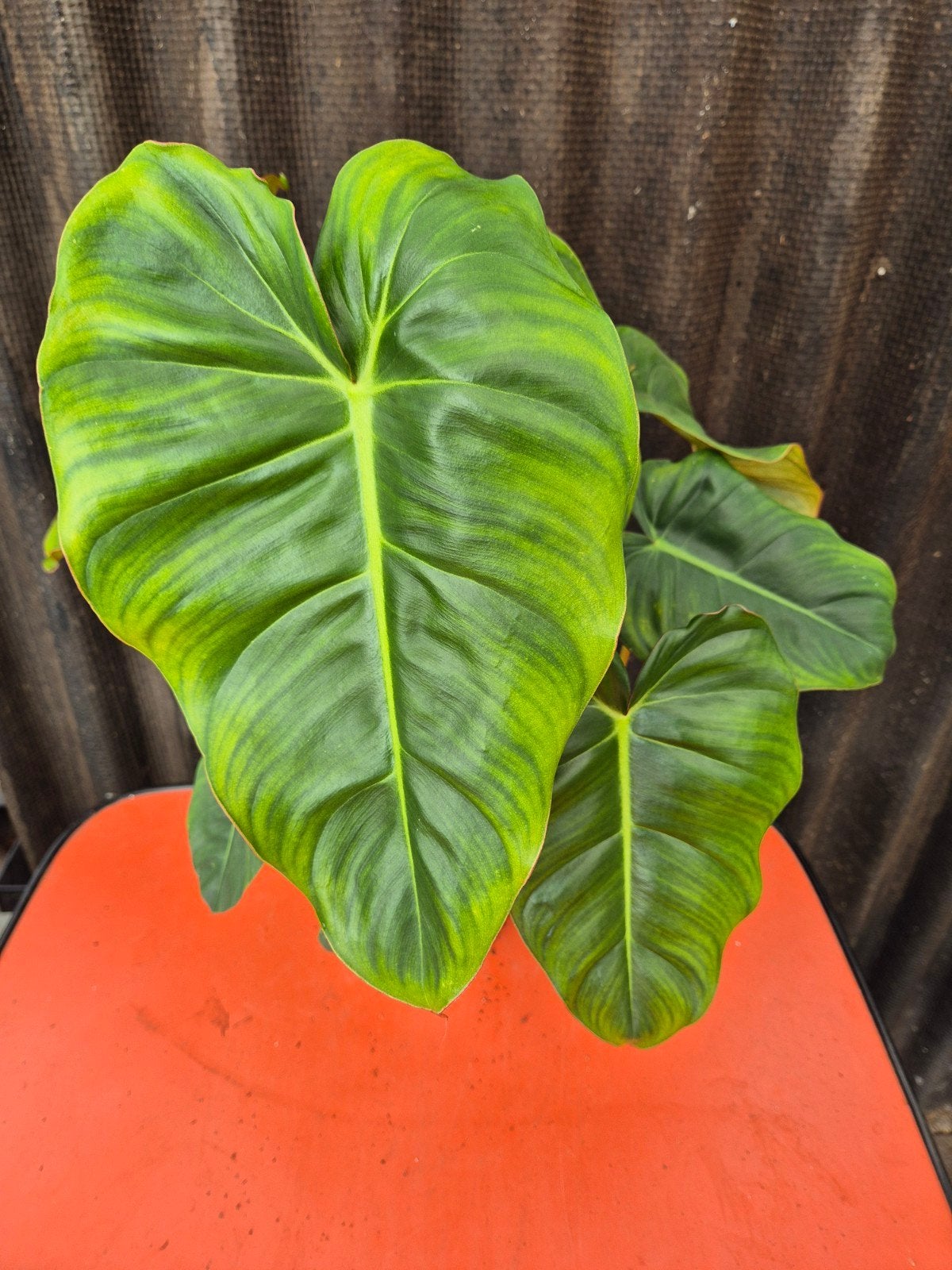 Philodendron Billietiae x Pastazanum p14 (2)