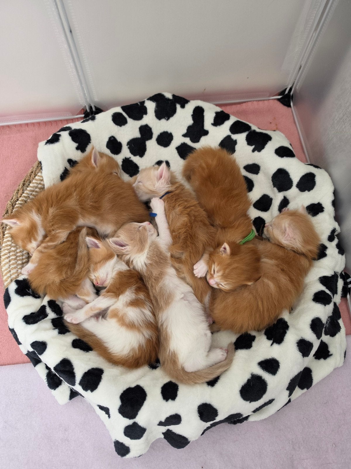 mooie nestje maine coon kittens, Meerdere dieren, Ontwormd, 0 tot 2 jaar