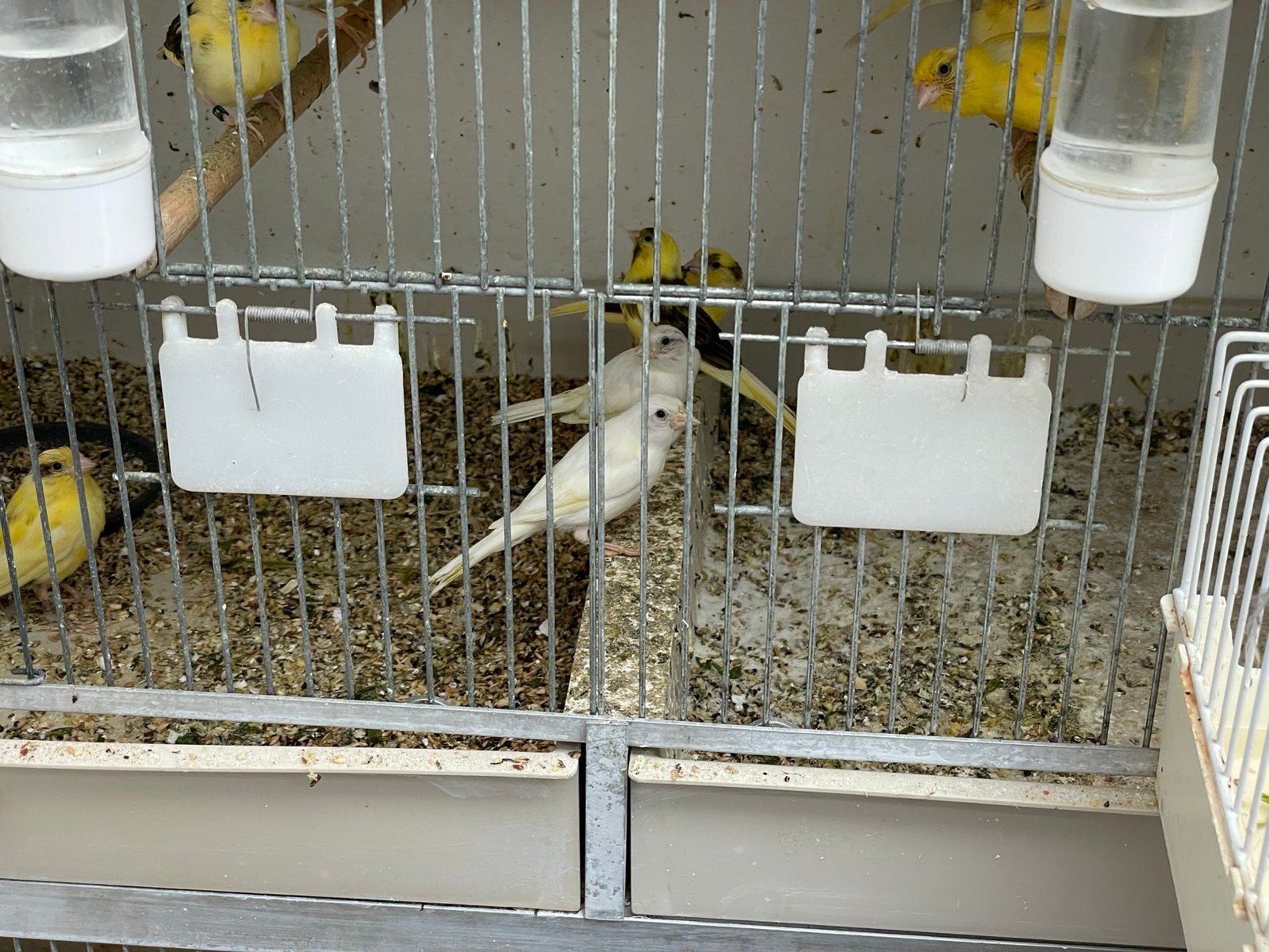 36 Kanarie s in een koop, Dieren en Toebehoren, Vogels | Kanaries, Meerdere dieren, Kleurkanarie