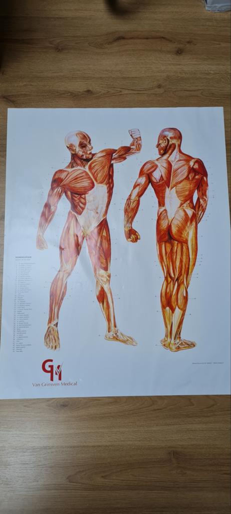Poster Nomenclatuur Spieren van de Mens - Anatomie, Ophalen of Verzenden, A1 t/m A3, Overige onderwerpen, Rechthoekig Staand