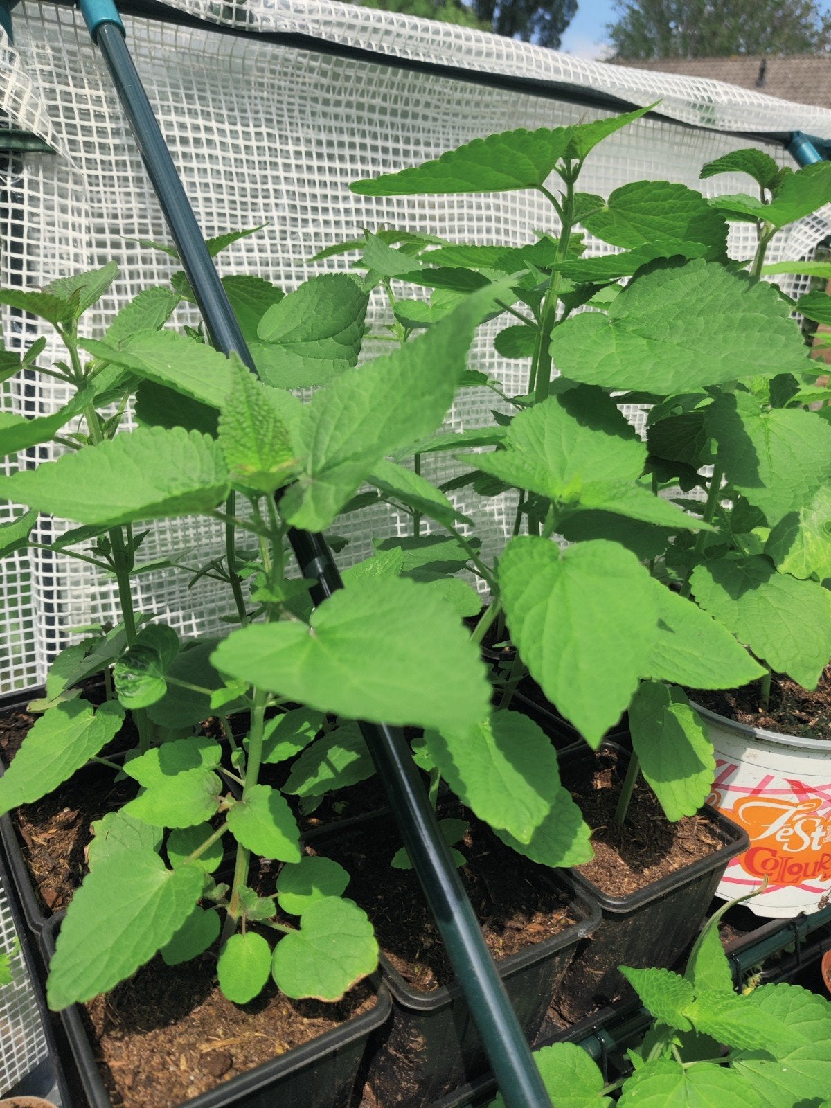 Dropplanten nog 4 te koop, Ophalen, Minder dan 100 cm, Overige soorten, Zomer