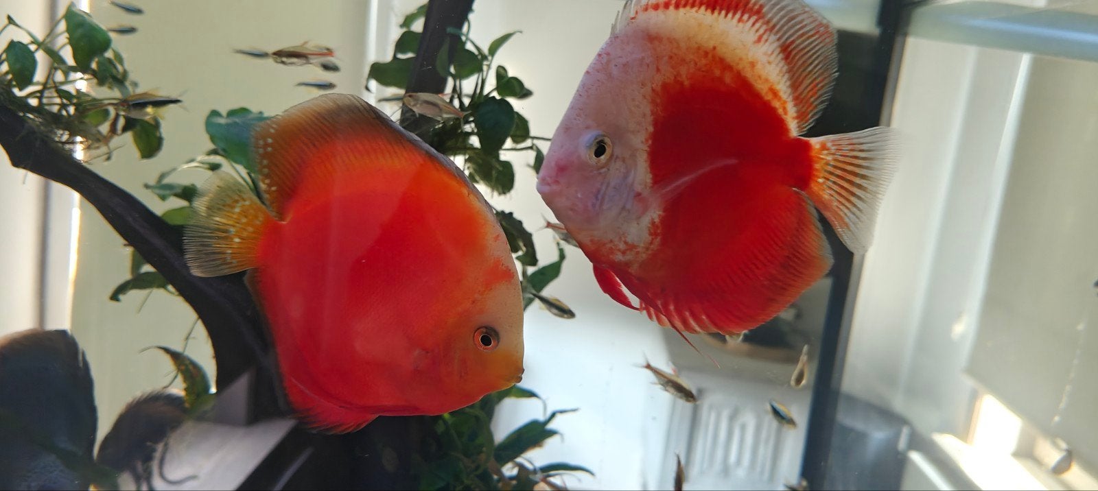 Discusvissen (aziaten), Dieren en Toebehoren, Vis