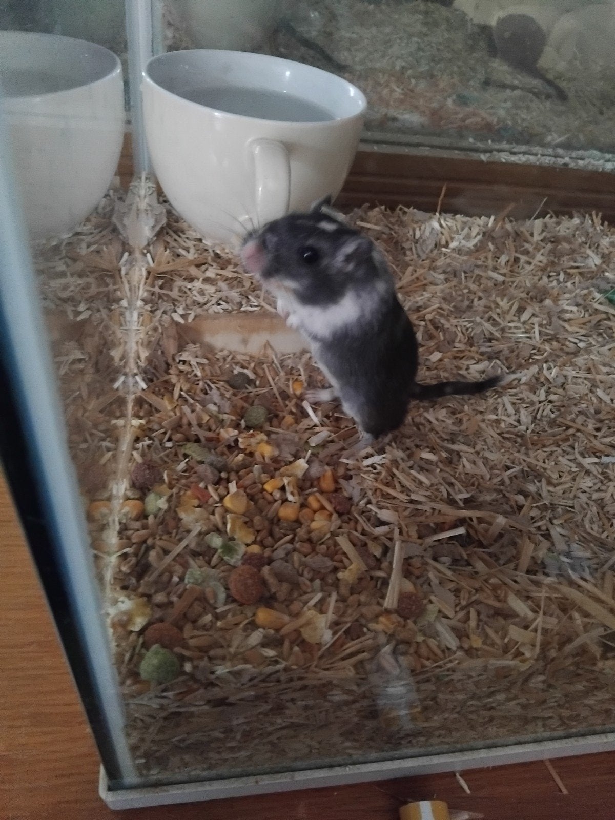 gerbils, Februari, Overige typen