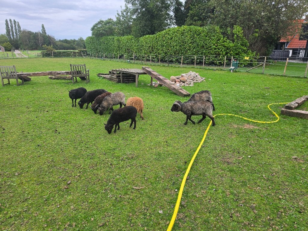 Qeassantschapen, Vrouwelijk, Schaap, 3 tot 5 jaar