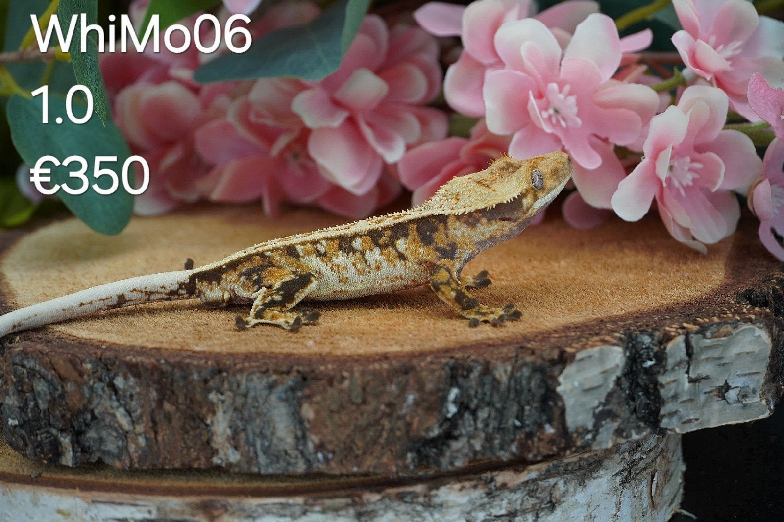 Wimpergekko Man C.Ciliatus, Hagedis, Tam, 0 tot 2 jaar