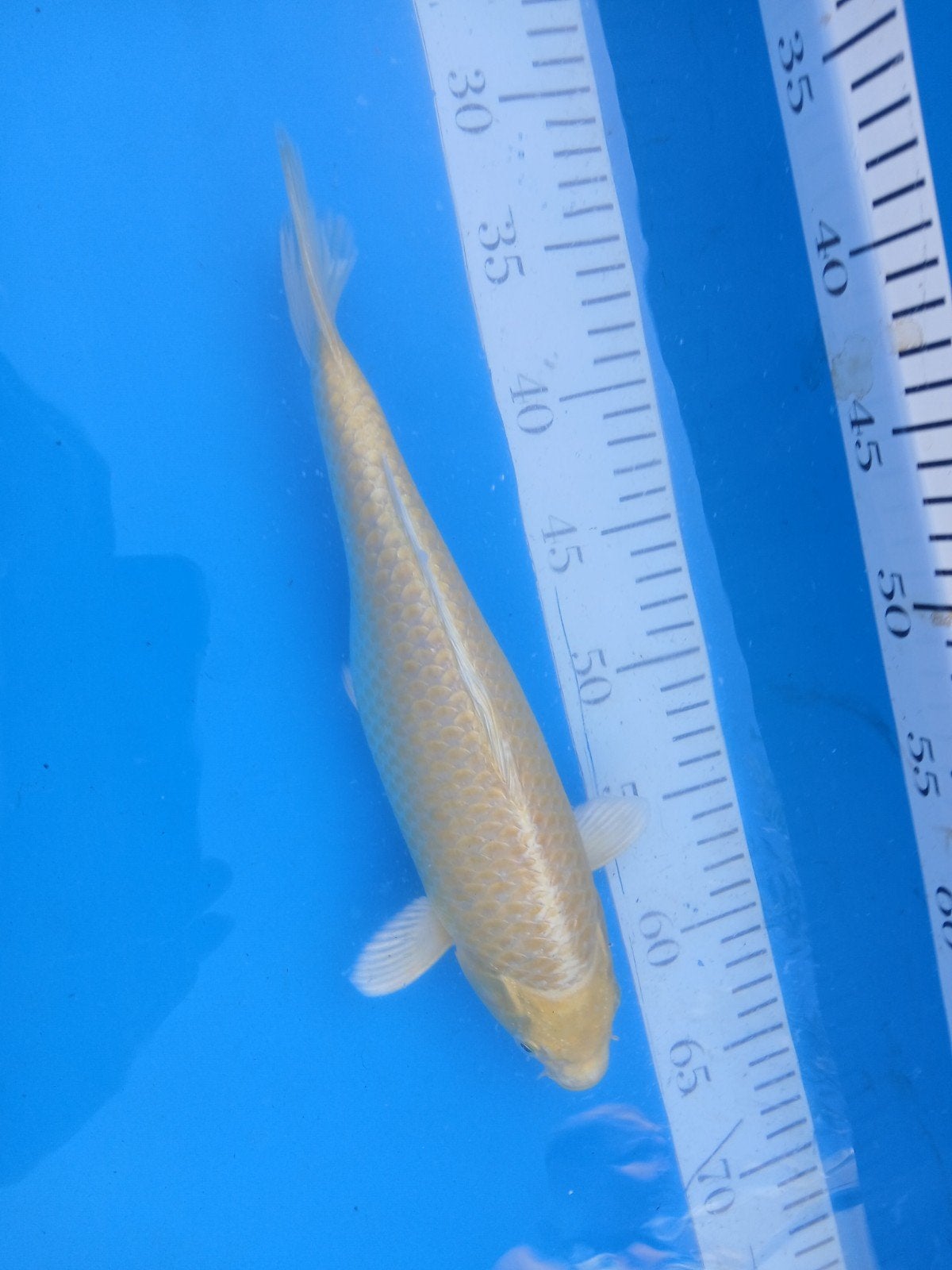 Yamabuki, Dieren en Toebehoren, Karper of Koi