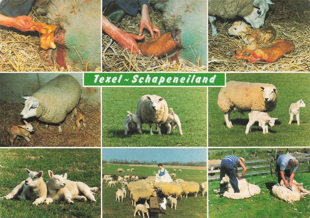 Texel, Schapeneiland, Ophalen of Verzenden, 1980 tot heden, Gelopen, Waddeneilanden