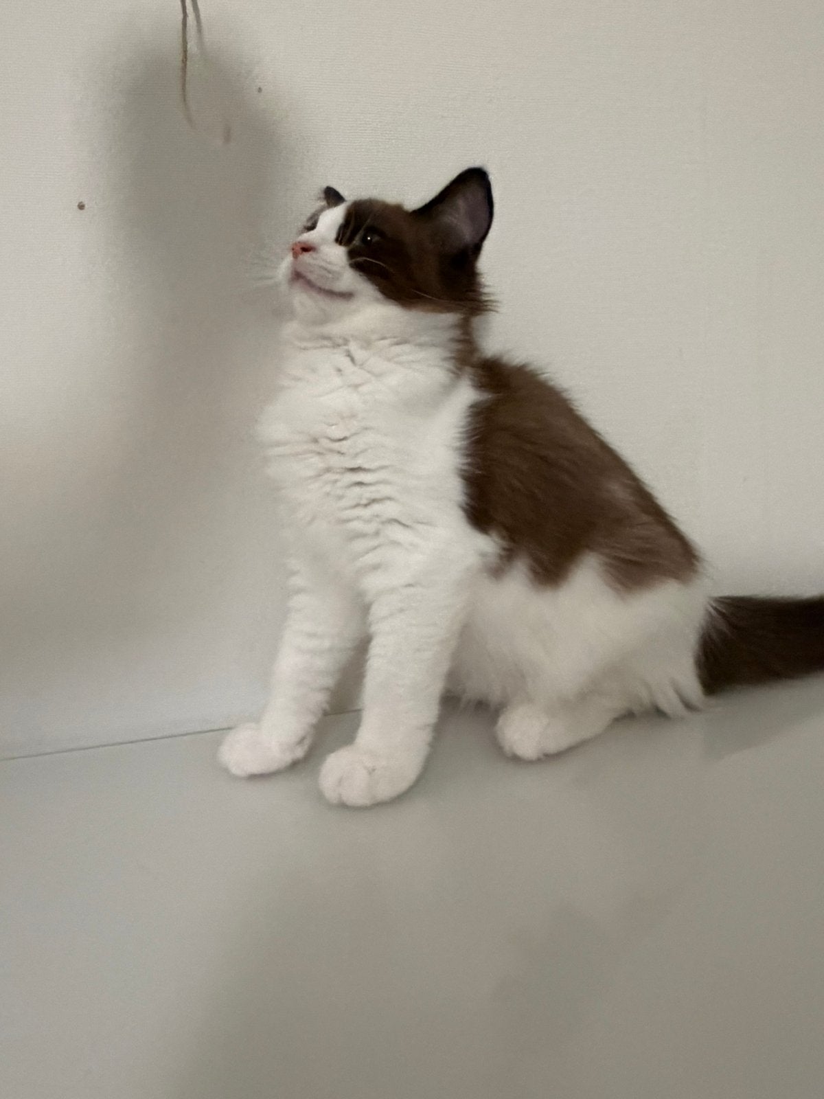 Ragdoll poesje, Poes